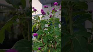 Gomphrena flowers 💐ytshorts garden flower grihshobha [upl. by Annauj]