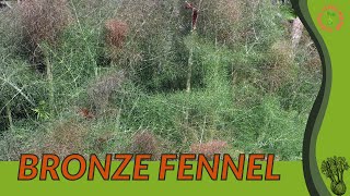 BRONZE FENNEL Information and Growing Tips Foeniculum vulgare Rubrum [upl. by Wendy]