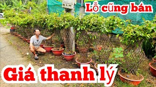 Giá thanh lý A Sự 📲 0326726887 Lộc bình mai 1110 Chợ Gạo miền tây tôi yêu Maivàng Quê dừa [upl. by Etoile742]