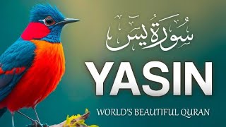 Surah Yaseen سورۃیٰسٓ  With Full Arabic  Ep  3601 [upl. by Diamond266]