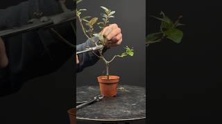 Comment tailler un Elaeagnus ebbingei ou pungens pour en faire un bonsaï [upl. by Einohpets125]