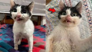 Woman Gives Stray Kitten a Chance at Full LifeWho Now Wears a Crooked Yet Gorgeous Smile Every Day [upl. by Milks]