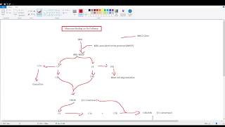 Mannose Binding Lectin complement Cascade Explained [upl. by Ardnasela]