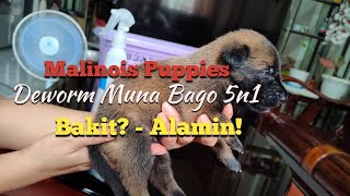 Belgian Malinois Puppies  Step by Step Deworming [upl. by Eissahc]