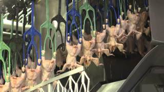 An Inside Look at US Poultry Processing [upl. by Balas]