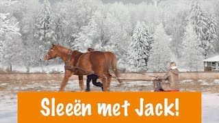 Sleeën met Jack  PaardenpraatTV [upl. by Linder]