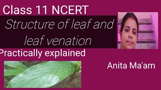 Structure of leaf venation Morphology of flowering plants NEET 2024 CHSE [upl. by Clover]