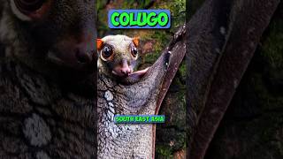 Flying frog vs Colugo trandingshorts viralshort fact [upl. by Aztinad219]