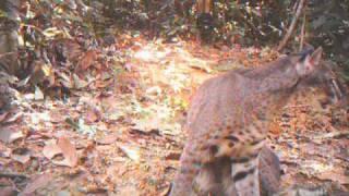 First Known Footage of African Golden Cat Released by Panthera  Part 1 [upl. by Malvie87]