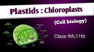 Cholropast chromoplasts and leucoplastsplastids and its types  cell biology [upl. by Hisbe]