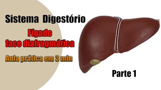 A face diafragmática do Fígado 4K  Anatomia Humana  Anatomia [upl. by Ilamad899]