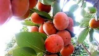 Kaki or Persimmon Fruits tree [upl. by Sitto]