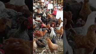 desimurgifarming ytshortsvideo murgipaln sonalimurgipalan sonalimurgifarm [upl. by Intosh561]