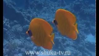 Рыбы бабочки Красного моря Butterflies Fish Red Sea [upl. by Ayihsa]