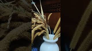 Foxtail Millet panicle for home decoration millets homedecor driedflowerbouquet ytshortsindia [upl. by Arleen]