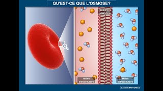 Tout savoir et comprendre sur losmose [upl. by Eziechiele]