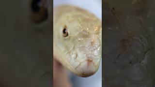 Legless Lizard Not a Snake lizard leglesslizard reptiles [upl. by Cann]