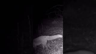 Лиса рек wildlife foxhunting рек deer wildfox фотоловушка nature trailcamera trailcam [upl. by Suivatram]