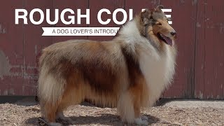 ROUGH COLLIE A DOG LOVERS INTRODUCTION [upl. by Esimehc]