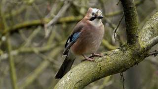 Eurasian Jay Garrulus glandarius  Eichelhäher 06 [upl. by Mad]