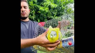 Yellow footed green pigeon जो की अब सही होके अपने घर जा रहा है yellowfootedgreenpigeon pigeon [upl. by Emolas714]