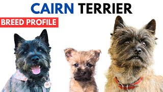 Cairn Terrier Breed Profile History  Price  Traits  Cairn Terrier Grooming Needs  Lifespan [upl. by Dumanian]