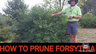 How to prune Forsythia  How to care for Forsythia [upl. by Rubi549]