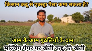 कद्दू की खेती कैसे करें  एक साल में 4 फसल  pumpkin farming on mulching  Farming [upl. by Anwadal]