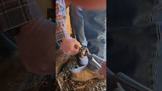 Long long nails arizonafarrierweldinganimalshortsanimalcarepigshorseshoehorse [upl. by Relyk]