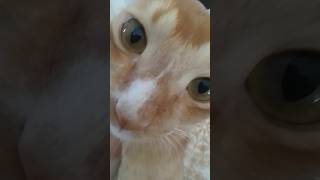 Boka diona plz😁😁❤️❤️ pop music song youtubeshort cat catlover cute [upl. by Etnaik549]