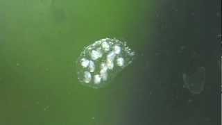 Pest Snail Eggs Common Pond Snail  Lymnaea peregra [upl. by Eeleak829]