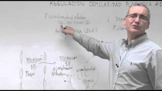 Fisiología III  Regulación Osmolaridad Plasmática 1 [upl. by Guyon]