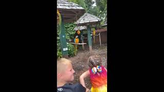 Dancing Macaw Who Thinks He is a Mocking Bird  Funny Zoo Animals  Sarasota Jungle Gardens [upl. by Ferguson]