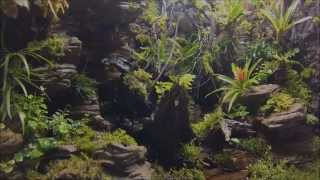 Terrarium tropical with artificial rock background [upl. by Creight]