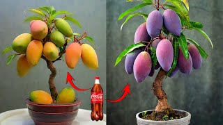 Grow Mangoes from CocaCola in RECORD TIME 78 Hours Ultimate Guide to Growing Mangoes Trees [upl. by Allemaj]