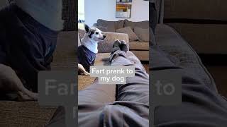 Fart Prank On Dogs [upl. by Narcissus]