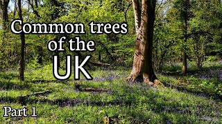 Common trees of the UK Part 1 Oak Hazel Ash Silver Birch Horse Chestnut  Beech [upl. by Herzen]