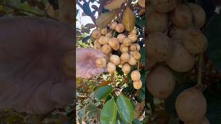 Harvesting and cutting Bon Bon fruit in the garden cuttingfruits satisfying farming [upl. by Eanyl]