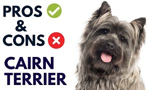 Cairn Terrier Breed Pros and Cons  Cairn Terrier Advantages and Disadvantages AnimalPlatoon [upl. by Kavanagh981]