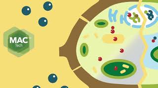 Nutriplant  Cytozyme MAC Technology [upl. by Anawaj]