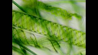 Spirogyra and cyanobacteria under the microscope [upl. by Hacker487]