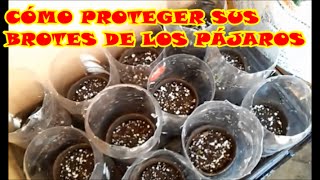 CÓMO PROTEGER BROTES CON BOTELLAS DE REFRESCO [upl. by Mcnalley392]