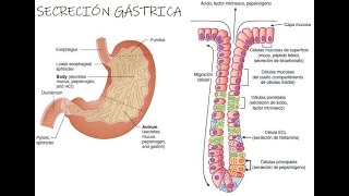 Fisiología de la secreción gástrica [upl. by Viccora34]