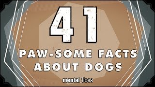 41 Facts About Dogs  mentalfloss on YouTube Ep213 [upl. by Benedetta634]