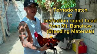 Breeding Materials Galing  Mt Banahaw Gamefarm  Gab Gamefarm [upl. by Atinuaj815]