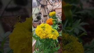 Wintershoppinghaulmarigoldpituniacarnationplantsflowers gardening [upl. by Zetroc]