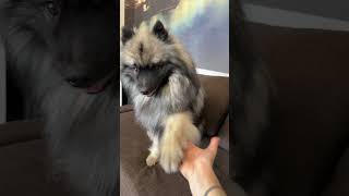 кеесхонд keeshond dog [upl. by Hamirak]