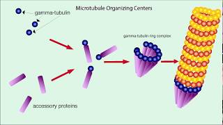 Microtubules Structure and Function [upl. by Albertine]