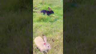 Rabbits are eating grassrabbitshortsviralvideospopularshortsytshorts [upl. by Neelhtakyram]