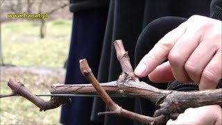 Pokaz cięcia winorośli w Winnicy Św Jakuba  dr Janusz Suszyna [upl. by Greeson]